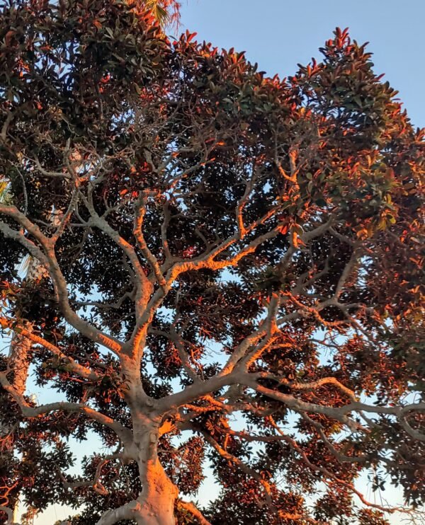 Red Tree