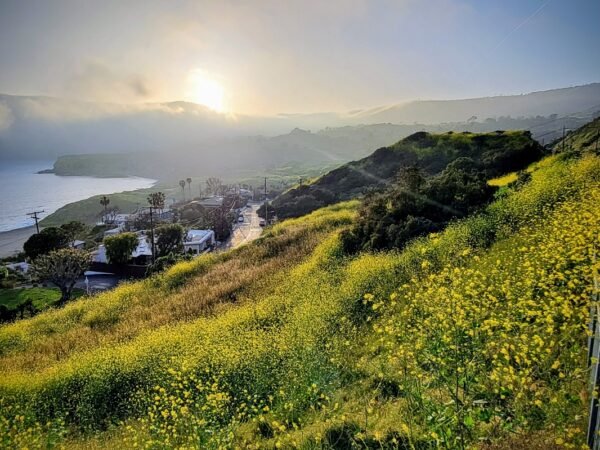 Sea of mustard