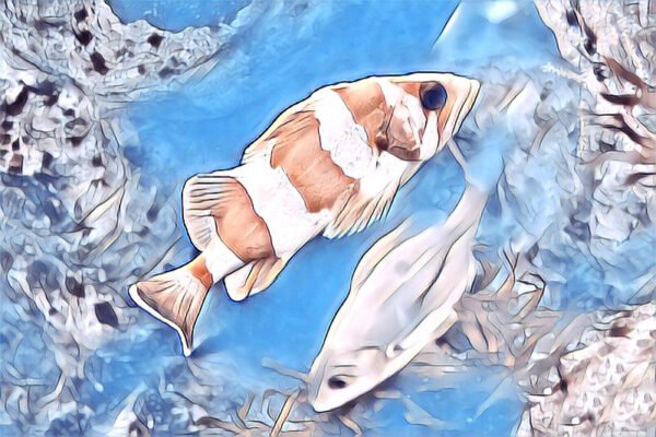 Pastel fishes