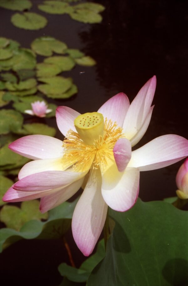 Pink lotus