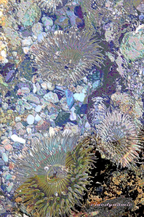 The Anemone